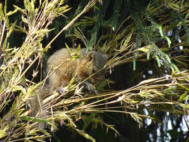 Gangtok And Darjeeling (May 2017)