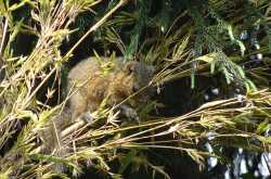 Gangtok and Darjeeling (May 2017)
