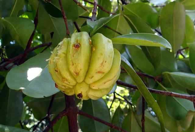 Garcinia Cambogia Fruit And Its Health Benefits 