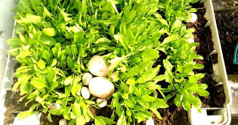 Gardening Tips ( Videos Tutorials On Roof Farming ) 