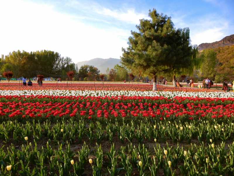 Gardens Of Kashmir