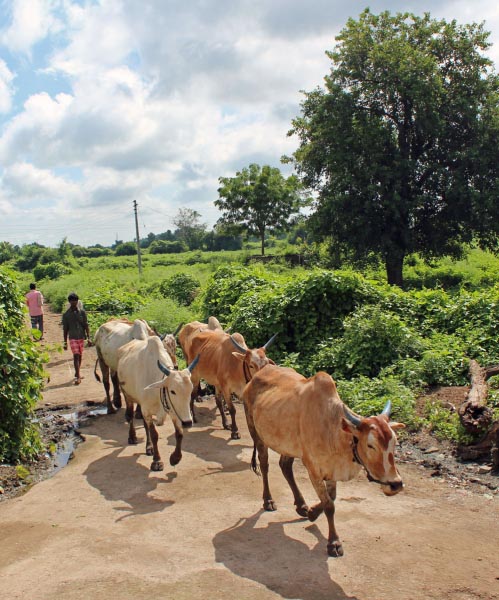 Gau Rakshaks And Criminality