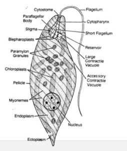 General Features Of Euglena Viridis