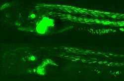 Genetic Engineering Makes Fish Glow!!!!