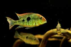 Geophagus Redhead Tapajos
