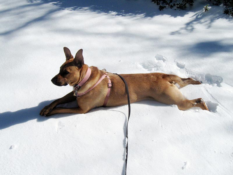 German Shepherd Lab Mix: Characteristics And Mentality