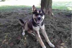 German shepherd husky mix information, pictures and videos