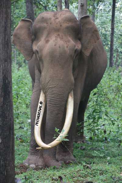 Get Off-beat Experiences With Sterling Wayanad - PhenoMenal World