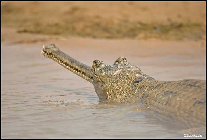 Gharial
