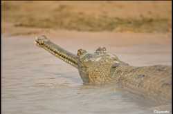 gharial