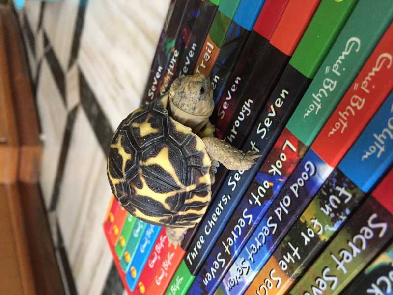 Gift Your Kids Secret Seven Series By Enid Blyton This Summer Vacation