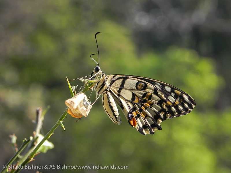 Giving Them Wings To Fly