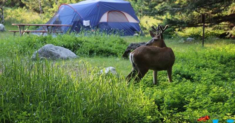 Glacier National Park | First Come First Serve Camping And More