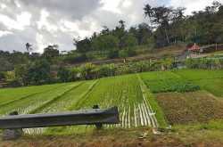 Glimpses of Ubud Village, Bali | Roaming Pirates