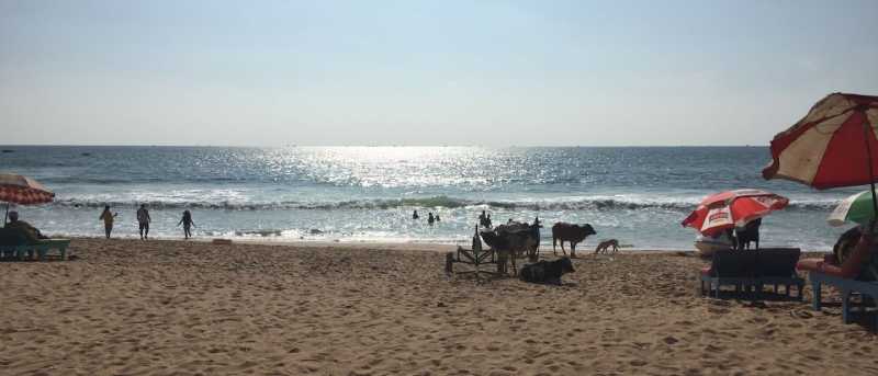 Goa | A Short Getaway In Calangute