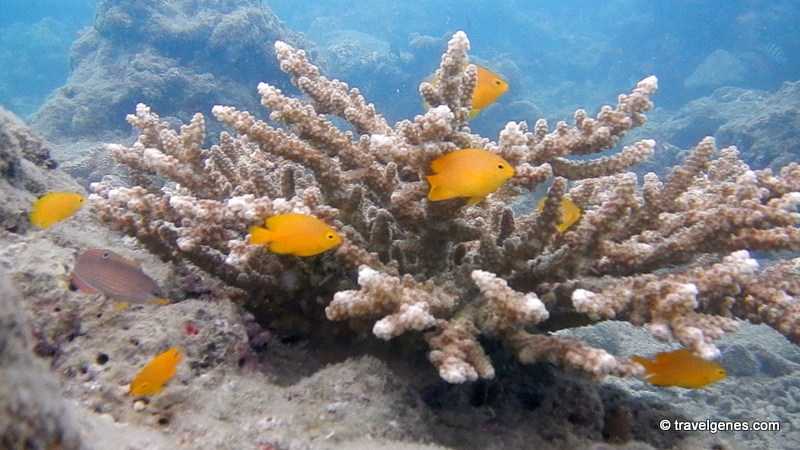 Goa Vs Andaman For Your Next Beach Holiday - Travel Genes