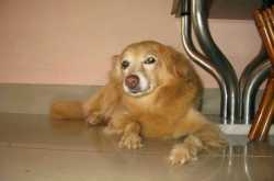 Godyears - Dog years 