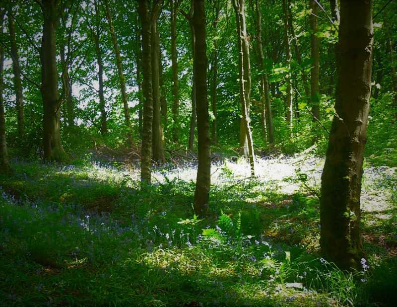 Golden Ambrosia- Bright#Writephoto