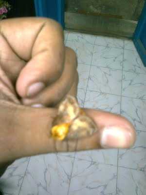 Golden Winged Beauty