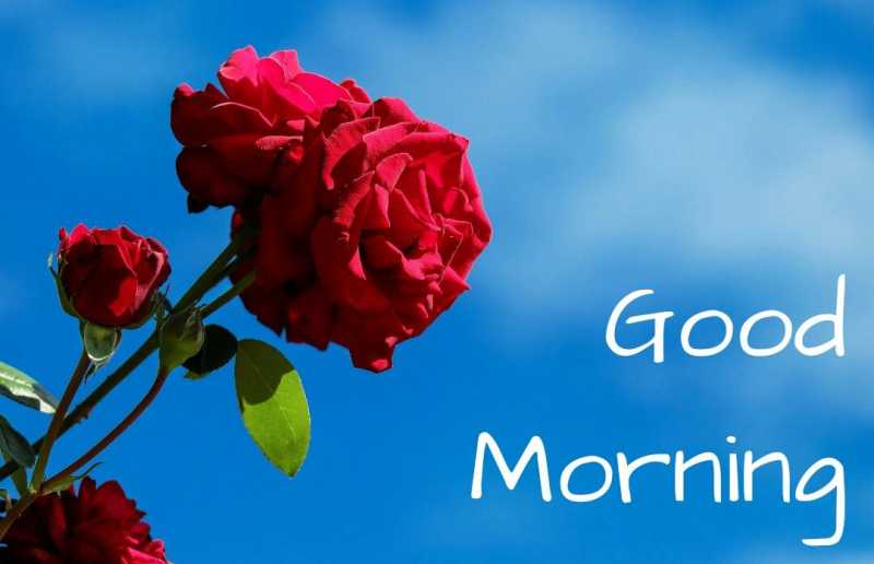 Good Morning Images With Quotes 2019 - TechZila