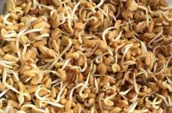 Goodness of Methi seeds