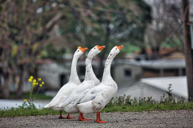 Goose Story Foie Gras Production And Ducks That Produce Foie Gras