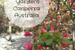 Gorgeous Cherry Blossoms at Tulip Top Gardens