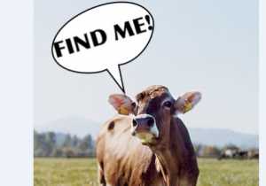 Govt To Fit GPS On Cows And Issue Birth & Death Certificate 