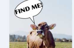 Govt to fit GPS on Cows and issue birth & death Certificate 