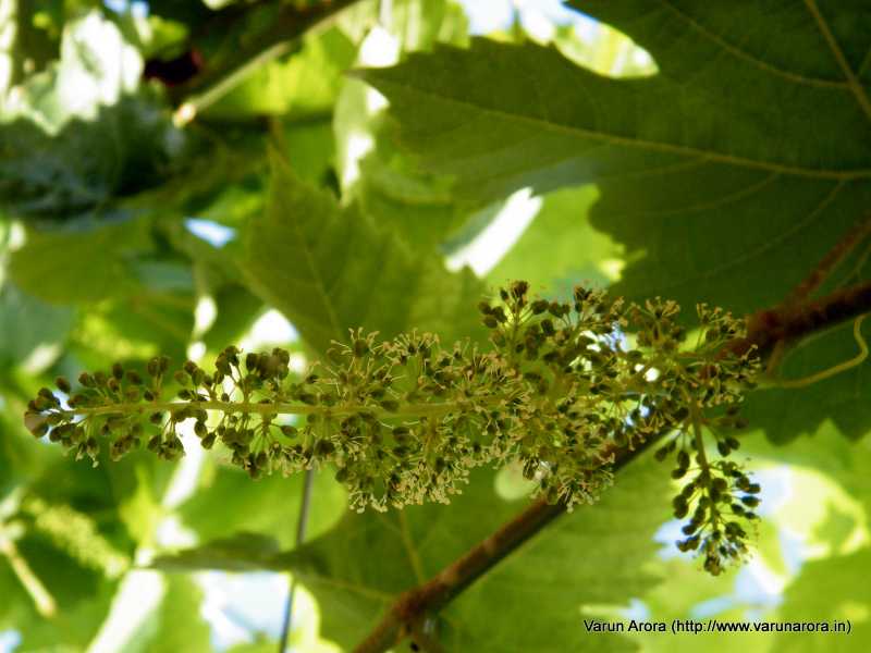 Grapes In Making.