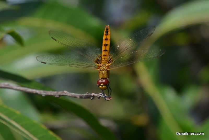 Greater Crimson Glider