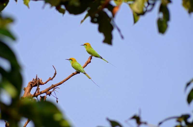 Green Bee-eater