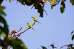 Green Bee-eater
