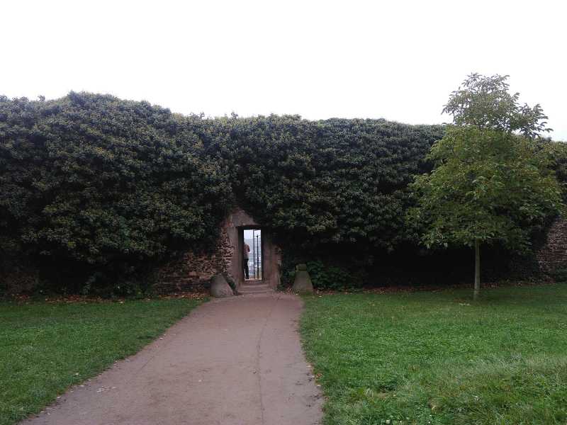 Green Wall, #ThursdayTreeLove-29