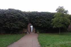 Green Wall, #ThursdayTreeLove-29