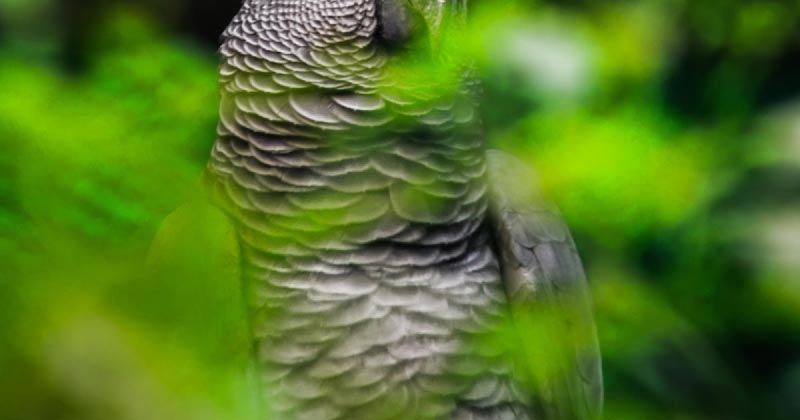 Grey Parrot