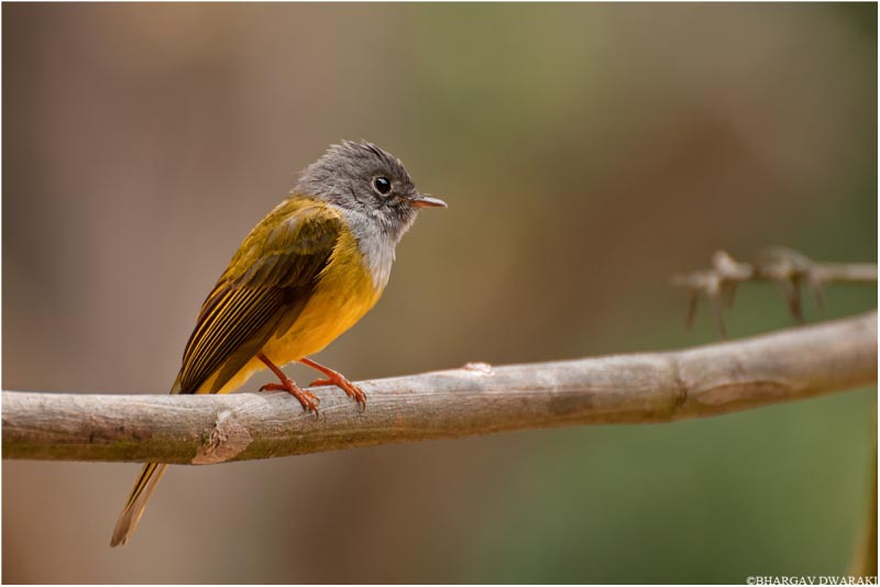 Grey -headed Canary -flycatcher(Culicicapa Ceylonensis)