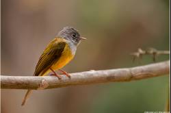 Grey -headed Canary -flycatcher(Culicicapa ceylonensis)