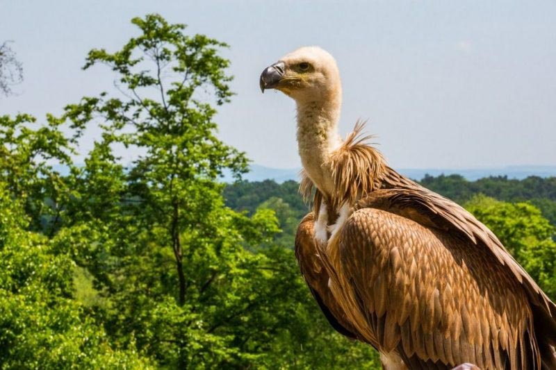 Griffon Vultures Are Awesome! That Crazy Hike In The Subbetica, Andalucia | Maproute Travel Blog