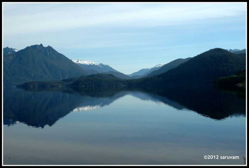 Grizzly Bears And Black Bears Of Canada