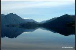 Grizzly Bears and Black Bears of Canada