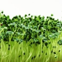 Grow Microgreens At Home In 7 Days! - MiracleMe