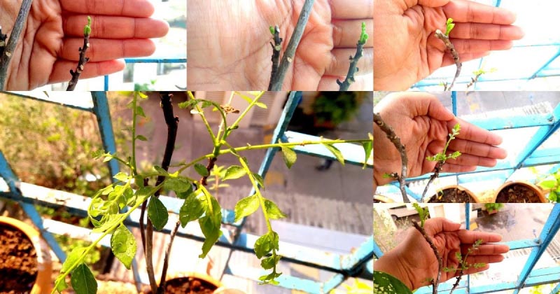 Grow Curry Leaves At Home In 5 Easy Steps| How To Save Your Dying Curry Leaves Plant