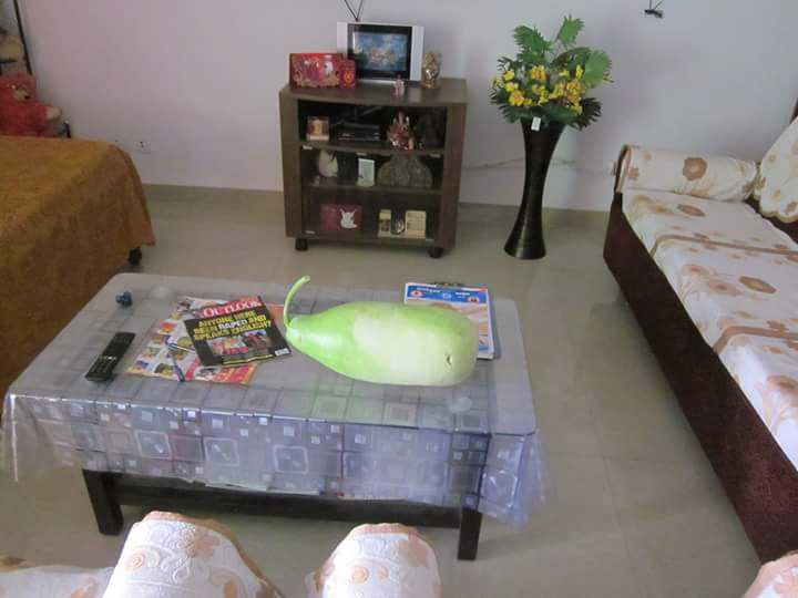 Grow Our Own Veggies