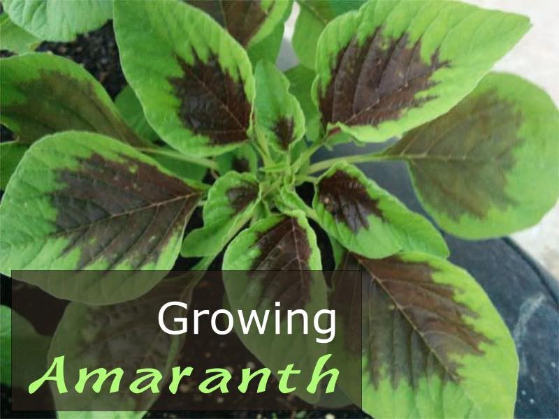 Growing Amaranth - How To Grow Amaranth Plant In Your Garden - Urban Gardening, Terrace Gardening And Hydroponics
