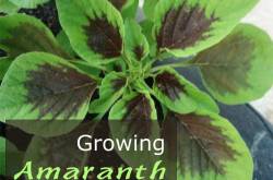 Growing Amaranth - How to grow Amaranth Plant in your Garden - Urban Gardening, Terrace gardening and Hydroponics