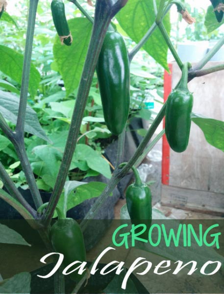 Growing Jalapeno Peppers - Tips On Jalapeno Plant Care - Urban Gardening, Terrace Gardening And Hydroponics