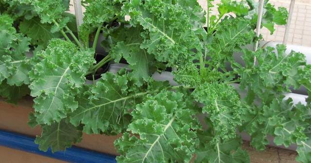 Growing Kale In Your Garden - Urban Gardening, Terrace Gardening And Hydroponics