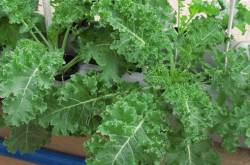 Growing Kale in your garden - Urban Gardening, Terrace gardening and Hydroponics