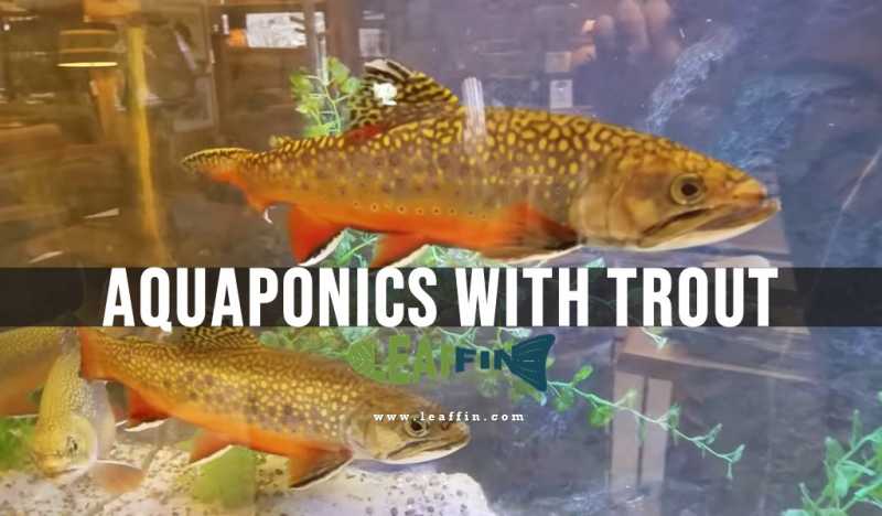 Growing Rainbow Trout In An Aquaponic System - Leaffin